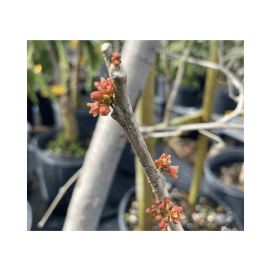 Red Spanish Hog Plum Tree - Ciruela, Jocote – Everglades Farm