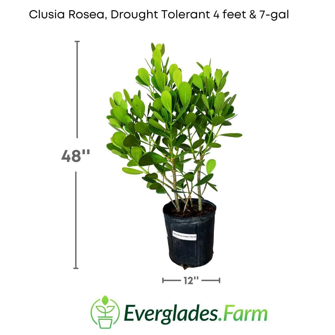 Clusia Rosea, Plant Ornamentals 115-Orlando Nursery 4 feet & 7-gal 