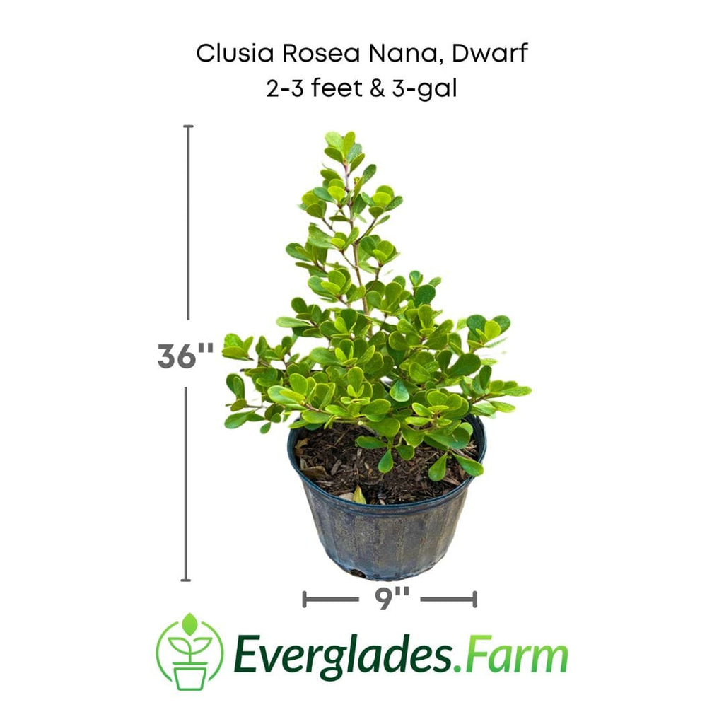 Clusia Rosea Nana, Dwarf Plant Ornamentals 115-Orlando Nursery 2-3 feet & 3-gal 