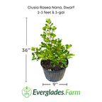 Clusia Rosea Nana, Dwarf Plant Ornamentals 115-Orlando Nursery 2-3 feet & 3-gal 