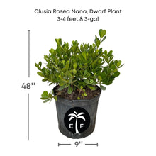 Clusia Rosea Nana, Dwarf Plant Ornamentals 115-Orlando Nursery 3-4 feet & 3-gal 