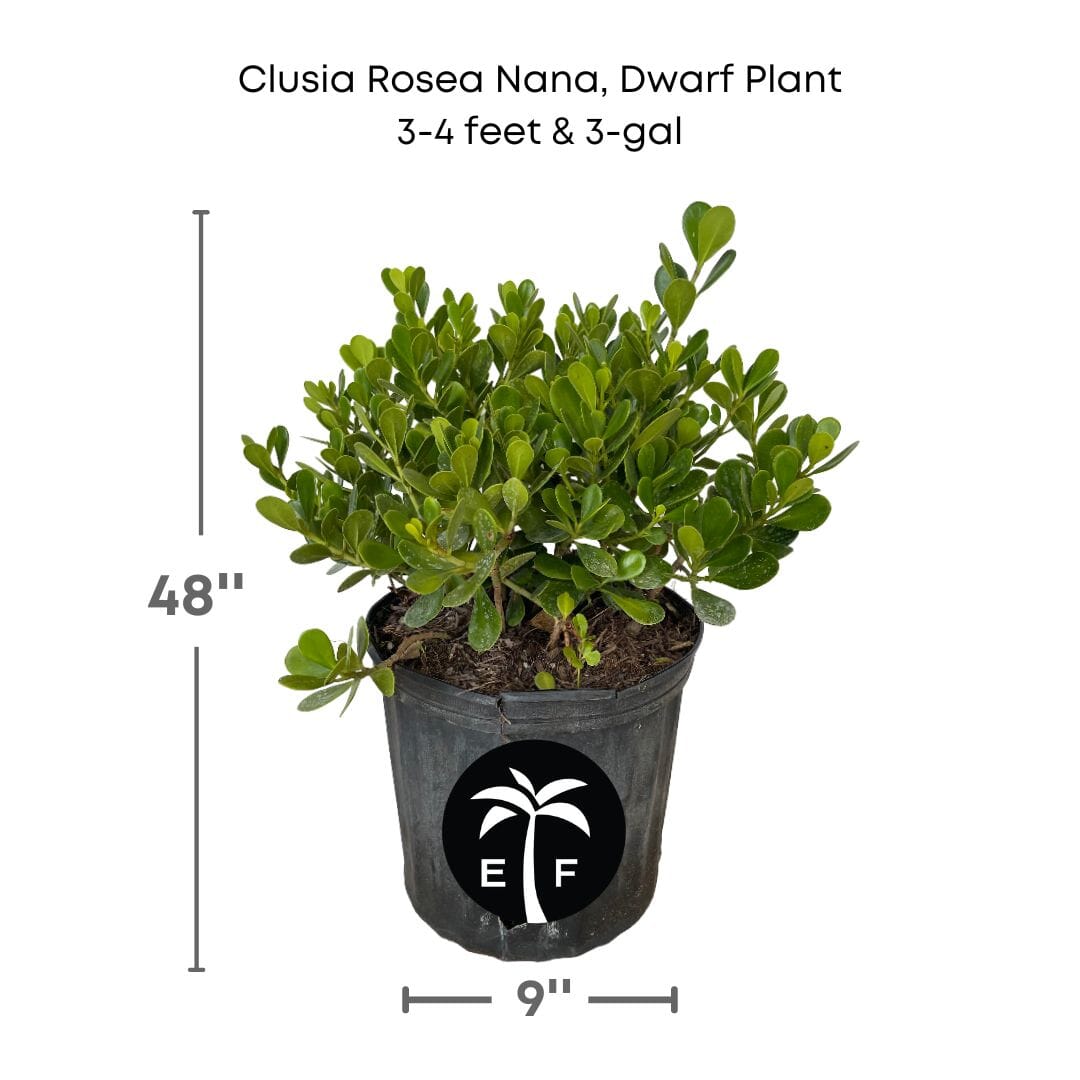Clusia Rosea Nana, Dwarf Plant Ornamentals 115-Orlando Nursery 3-4 feet & 3-gal 