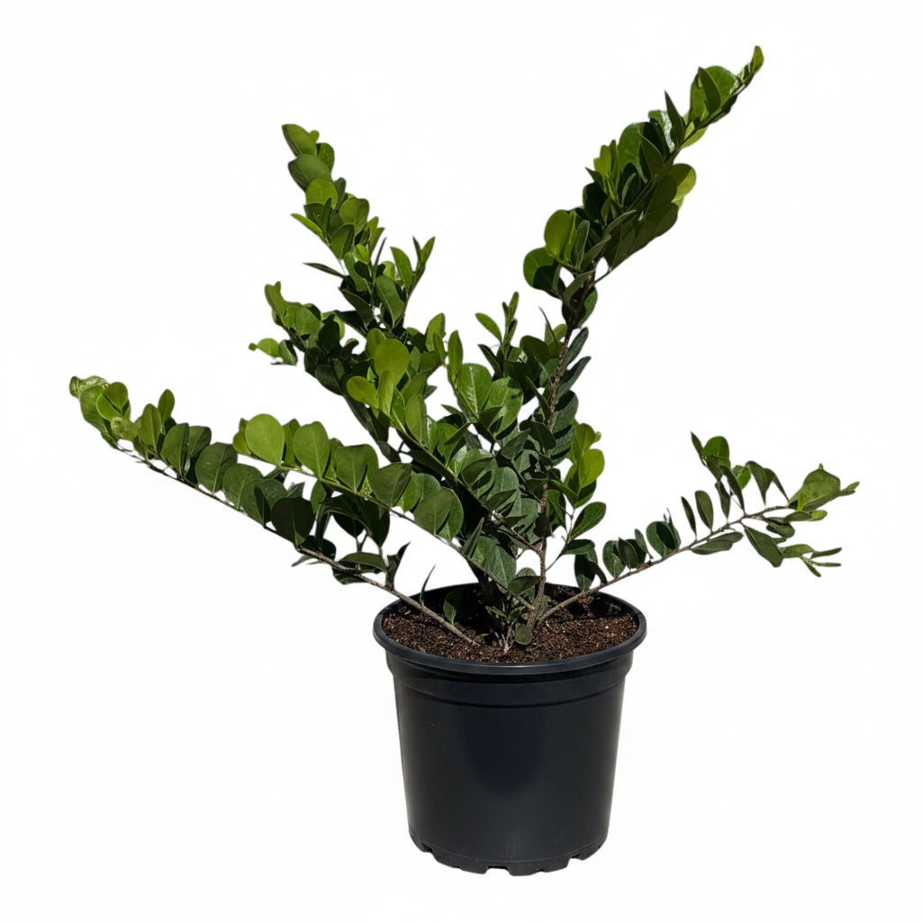 A potted green leafy plant in a black nursery pot, photographed against a plain white background.