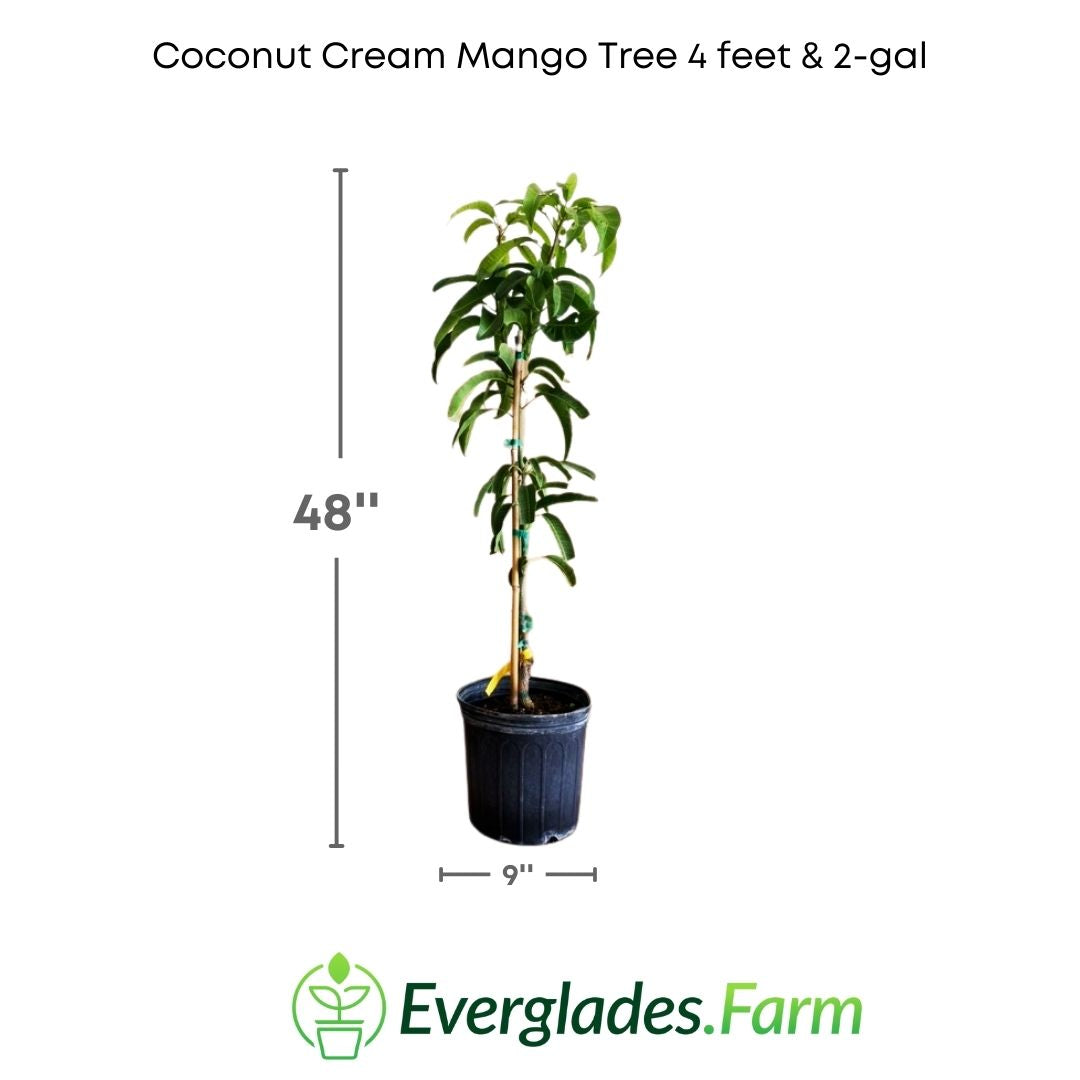 With its dark green leaves and elegant demeanor, the grafted "Coconut Cream" mango tree is not only a delight to the palate but also a visually pleasing addition to any landscape.