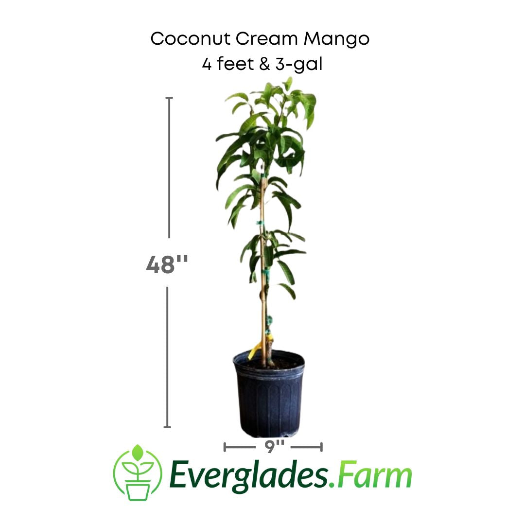 coconut cream mango in a 3 gallon pot and 4 feet