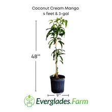 Coconut Cream Mango Tree, Grafted Fruit Trees 111-Lalo Melo 4 feet & 3-gal 