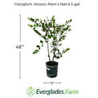 Cocoplum, Hicaco, Plant Fruit Trees 115-Orlando Nursery 4 feet & 7-gal 