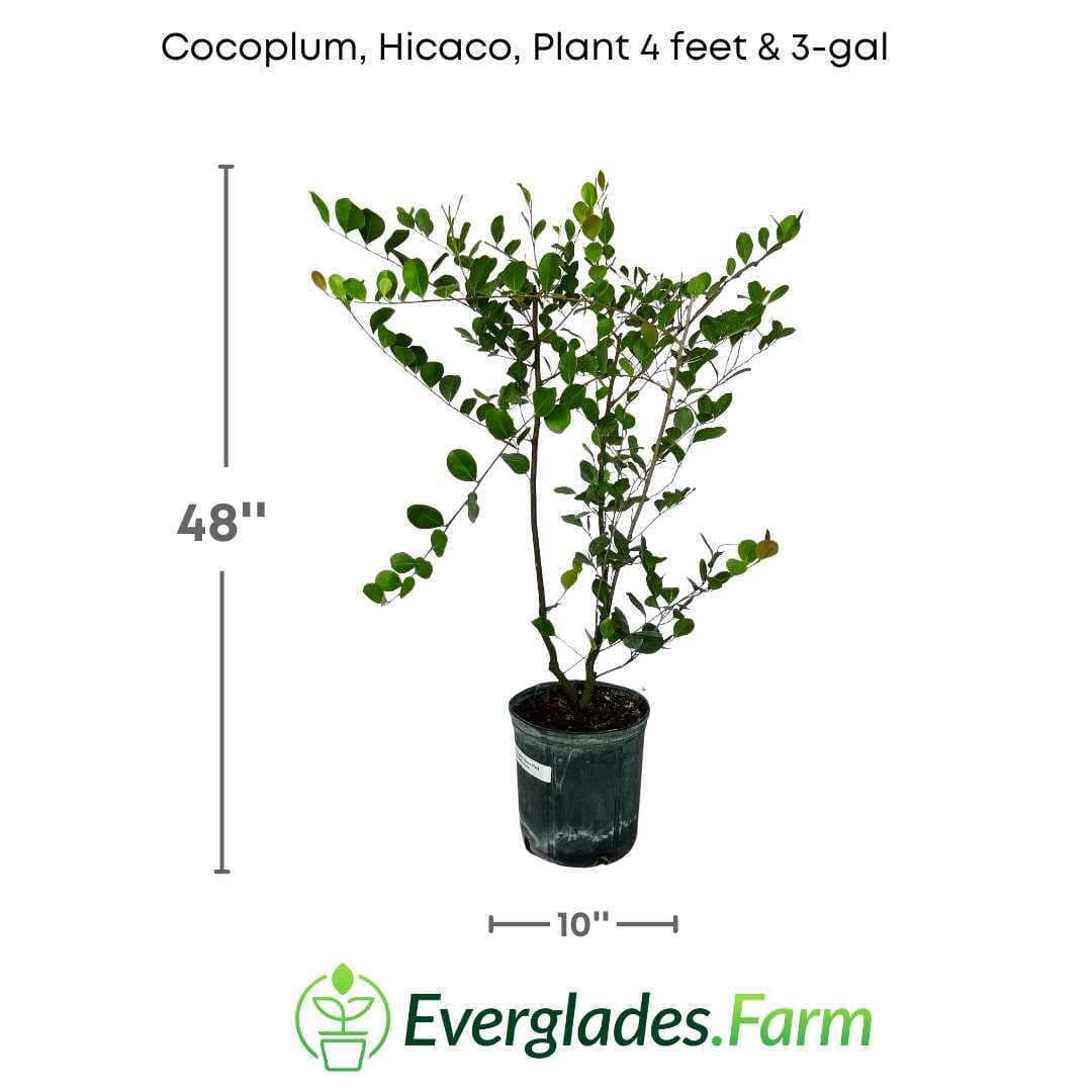 Cocoplum, Hicaco, Plant Fruit Trees 115-Orlando Nursery 4 feet & 7-gal 