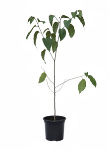 A young potted tree with green leaves in a black nursery pot, isolated on a white background.