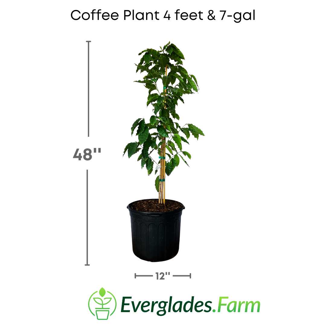 Coffee Plant for Sale Coffea Arabica Plant for Sale in Florida
