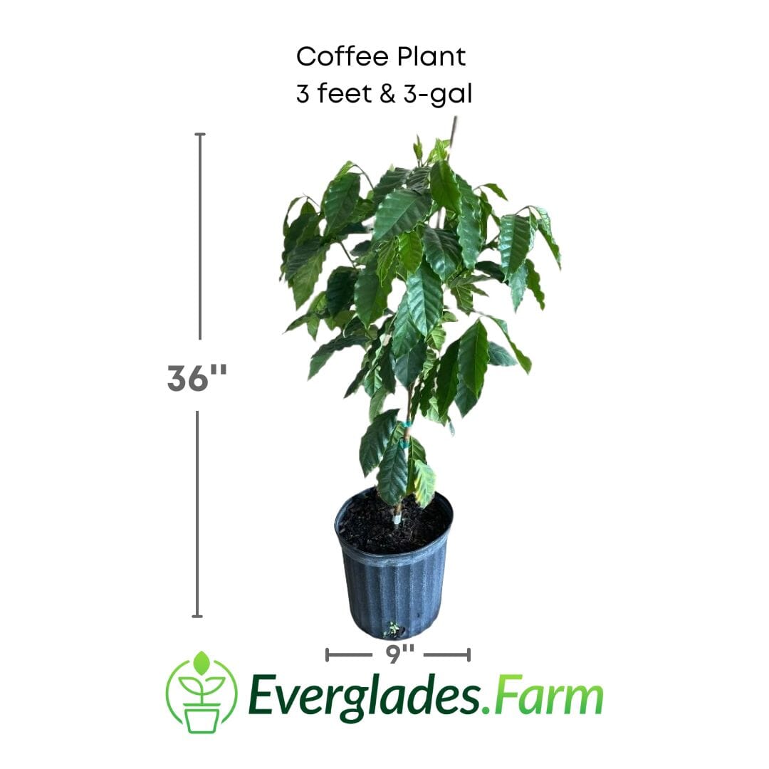 Coffee Plant 100-Carlos Tropical Fruits 3-4 feet & 3-gal
