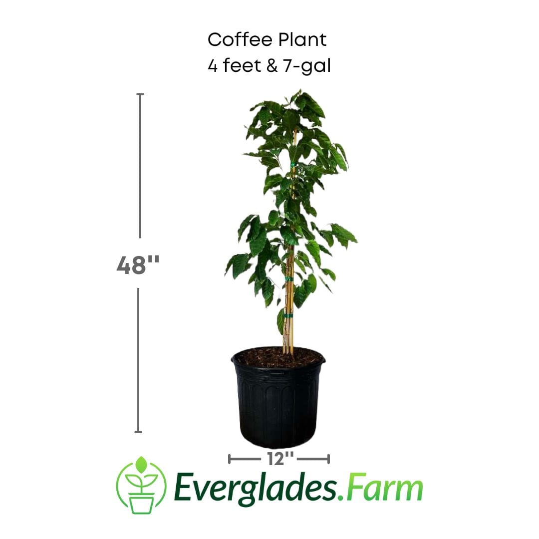 Coffee Plant 100-Carlos Tropical Fruits 4 feet & 7-gal
