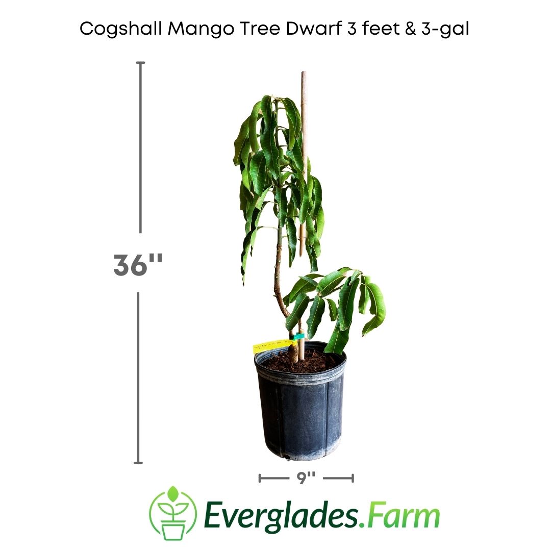 The fruits of the Cogshall mango tree are small and oval, with a golden yellow skin that becomes soft when ripe. The flesh is yellow-orange in color and is extremely juicy and sweet.
