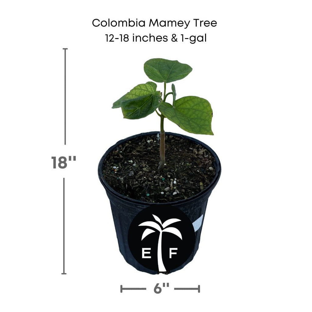 Colombian Sapote Tree Chupa-Chupa Fruit Tree Everglades Farm