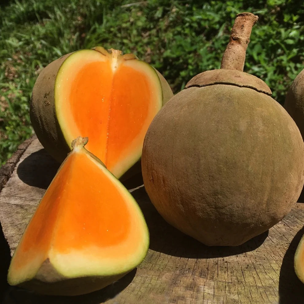 Colombian Sapote Tree Chupa-Chupa Fruit Tree Everglades Farm