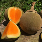 Colombian Sapote Tree Chupa-Chupa Fruit Tree Everglades Farm