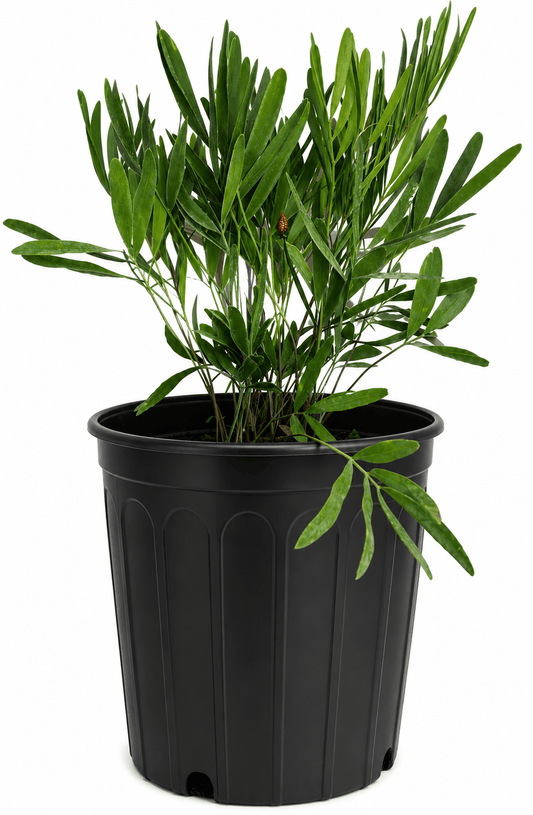 Coontie Palm Everglades Farm 2-3 feet & 3-gal 