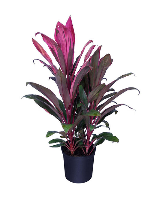 Cordyline fruticosa Maria, Ti Plant