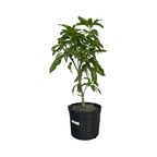 Cotton Candy Mango Tree, Grafted Fruit Trees 102-Zill High Performance Plants 4 feet & 7-gal 