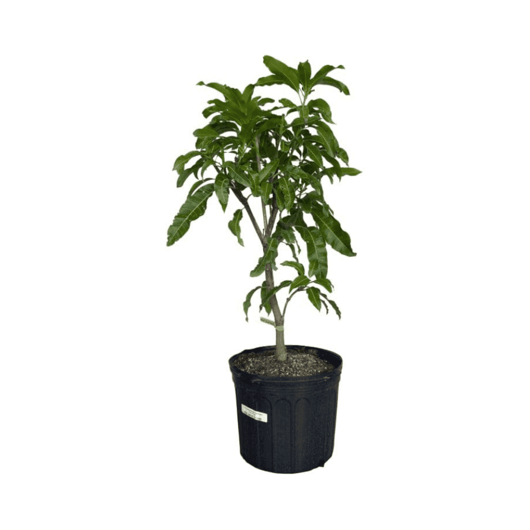 Cotton Candy Mango Tree, Grafted Fruit Trees 102-Zill High Performance Plants 4 feet & 7-gal 