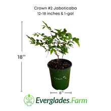 Crown #2 Jaboticaba Tree Fruit Trees 103-Pine Island Nursery 12-18 Inches & 1-gal