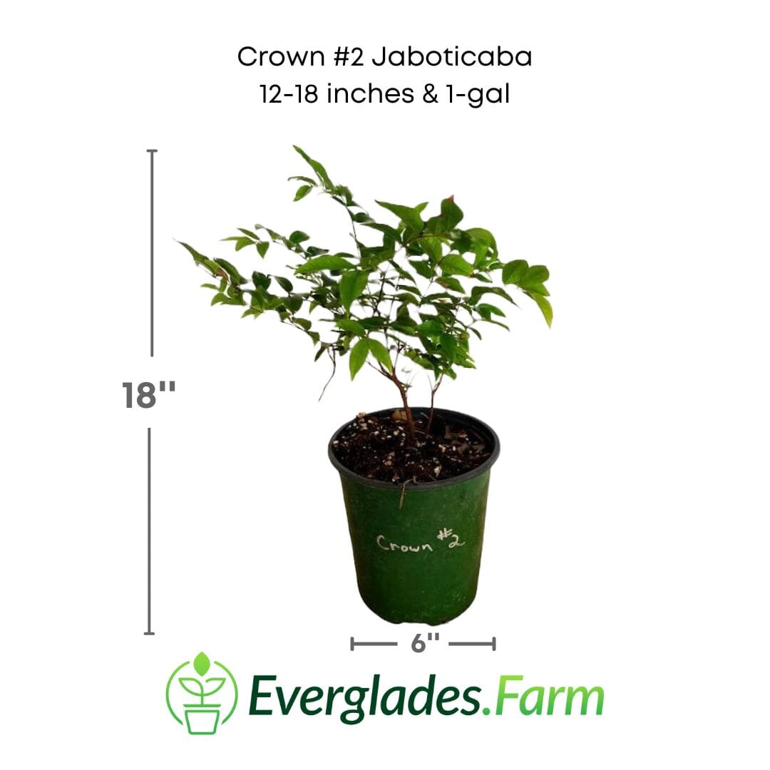 Crown #2 Jaboticaba Tree Fruit Trees 103-Pine Island Nursery 12-18 Inches & 1-gal