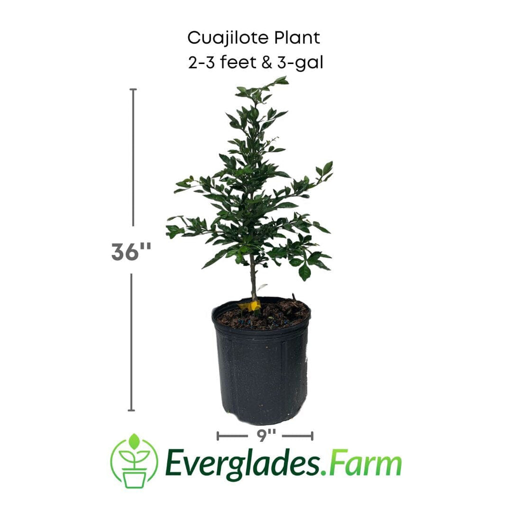 Cuajilote Parmentiera Aculeata Tree 100-Carlos Tropical Fruits 2-3 feet & 3-gal