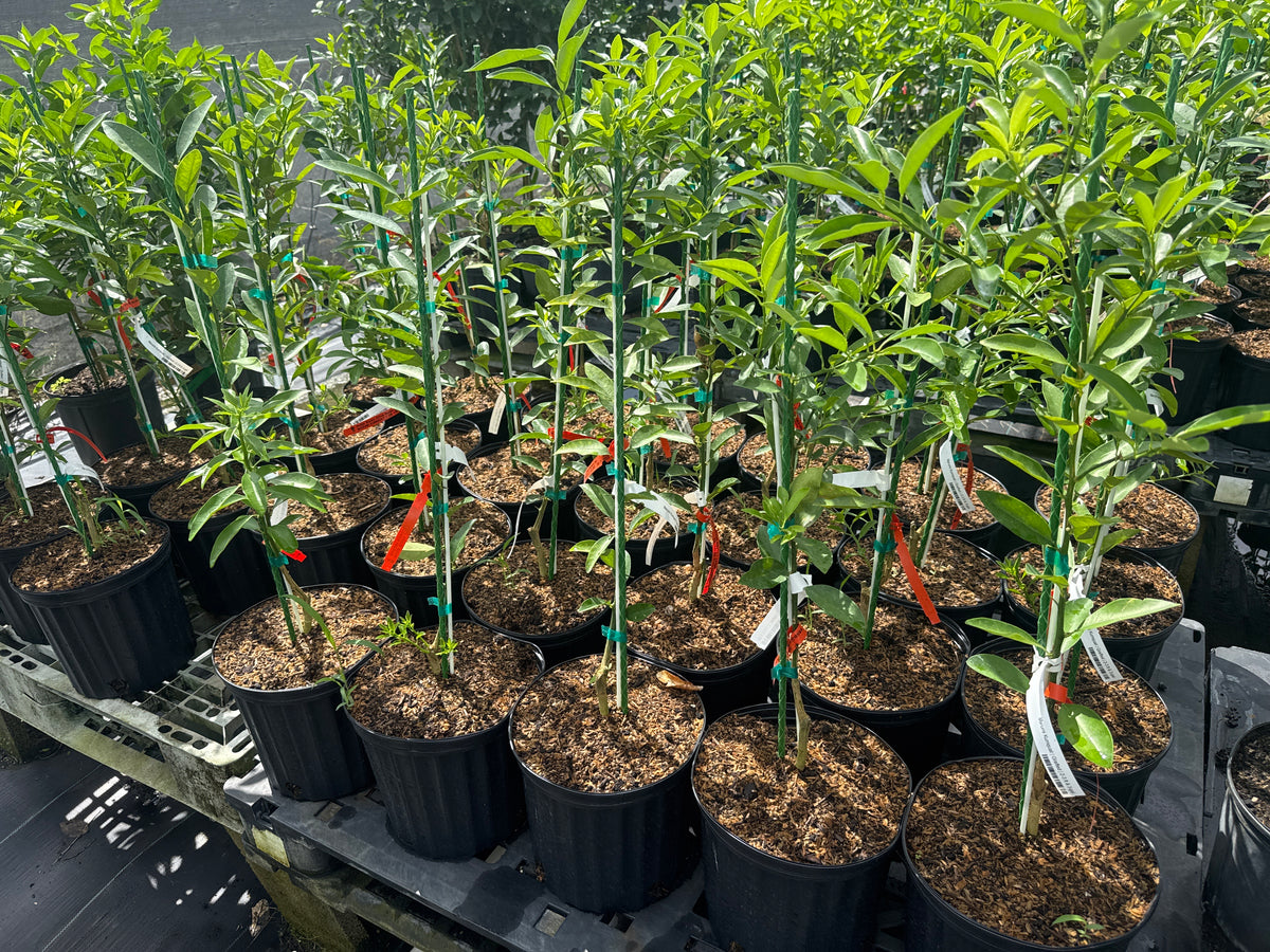 Marumi Kumquat Grafted Fruit Tree