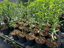Marumi Kumquat Grafted Fruit Tree