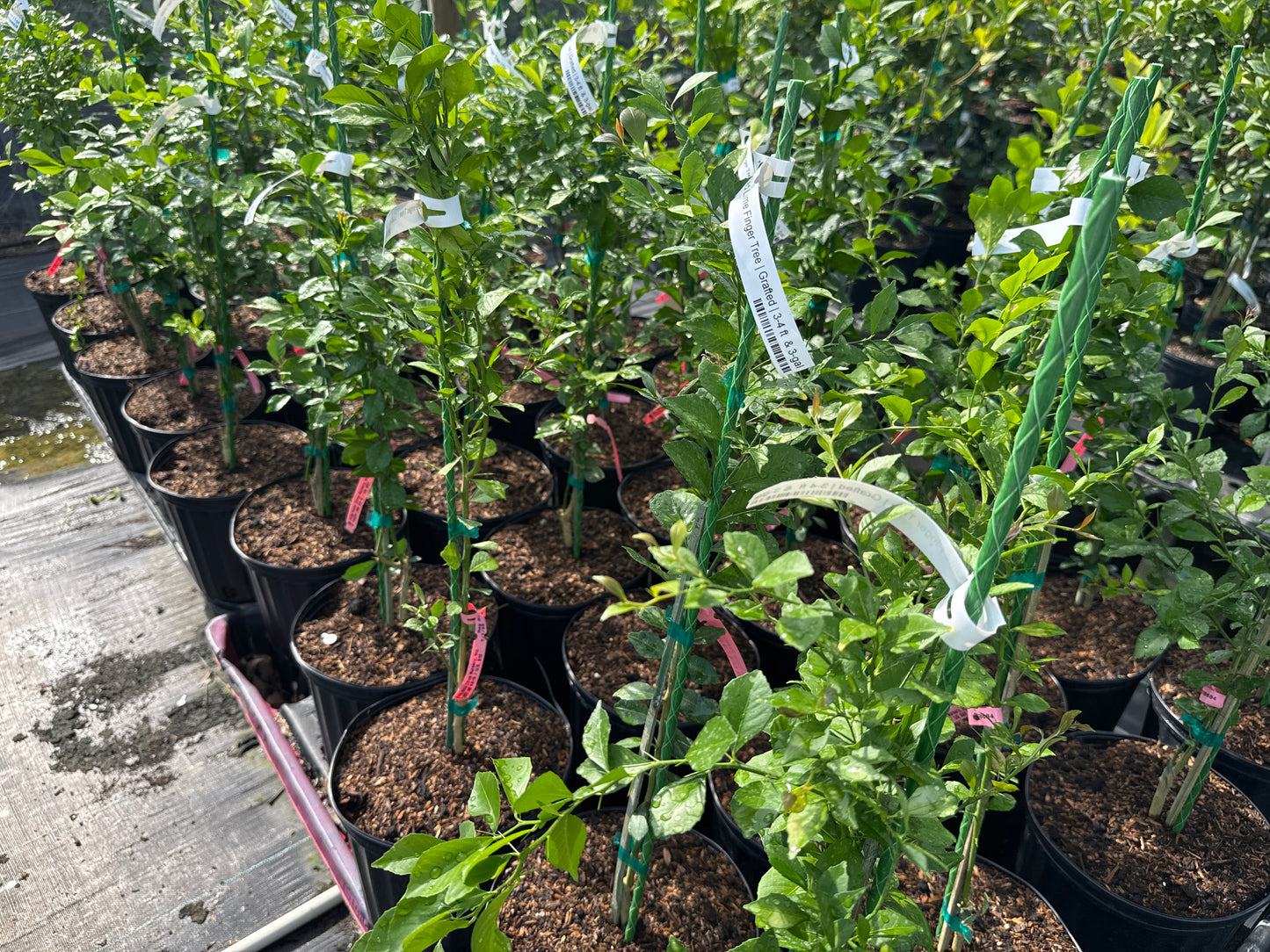 Live Meyer Lemon Tree (Rooted Cutting – Citrus Plant)