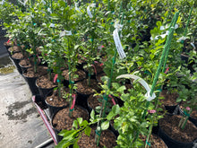 Live Meyer Lemon Tree (Rooted Cutting – Citrus Plant)