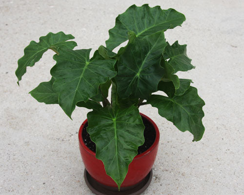 Alocasia Low Rider  Tropical Houseplant in 4" Container