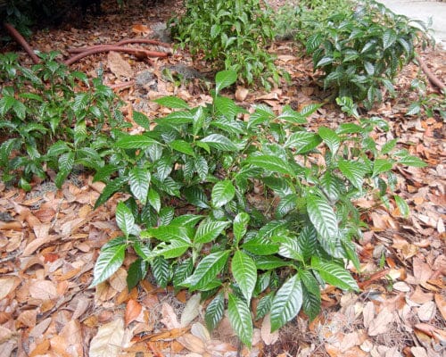 Dwarf Wild Coffee ‘Little Psycho’ – Compact Native Shrub for Shade Gardens Everglades Farm 