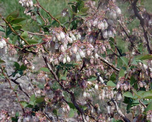 Legacy Blueberry | Northern Blueberry | 118-Agri-Starts Inc 
