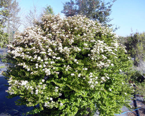 Everleaf Walter's Viburnum (Viburnum obovatum 'Everleaf') - Compact Native Evergreen Shrub for Hedges & Screens
