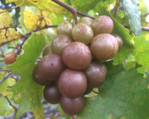 Carlos Muscadine Grape (Vitis 'Carlos') - Self-Fertile Bronze Muscadine Vine for Trellises & Arbors