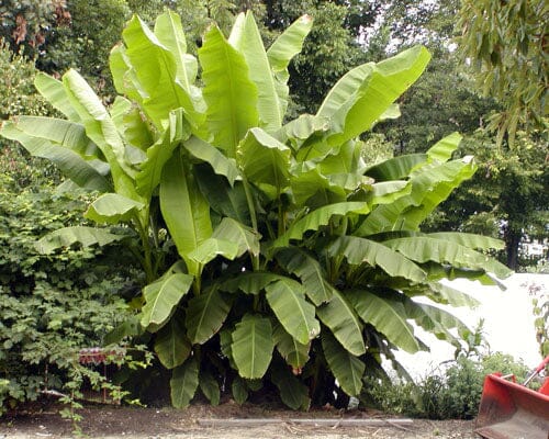 Basjoo Banana Plant – Cold Hardy Tropical Beauty Everglades Farm 