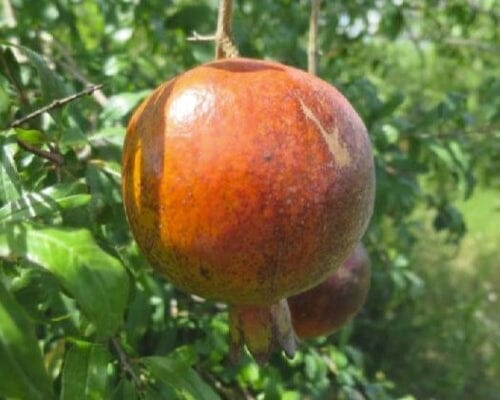 Salavatski Pomegranate Tree Everglades Farm 