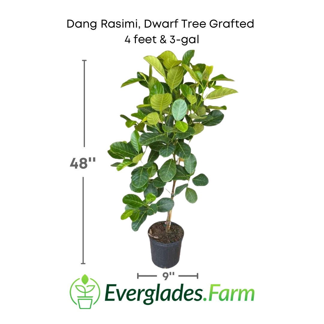 Dang Rasimi Dwarf Jackfruit Tree Grafted 111-Lalo Melo 4 feet & 3-gal