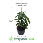 Dasheri, Dusari Mango Tree, Grafted Fruit Trees 102-Zill High Performance Plants 3 feet & 3-gal 