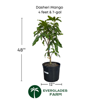 Dasheri Mango plant in a 7 gallon pot