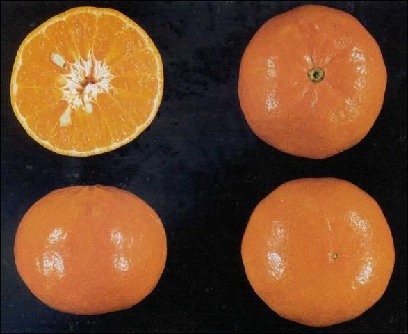 Sunburst Mandarin Tree Grafted