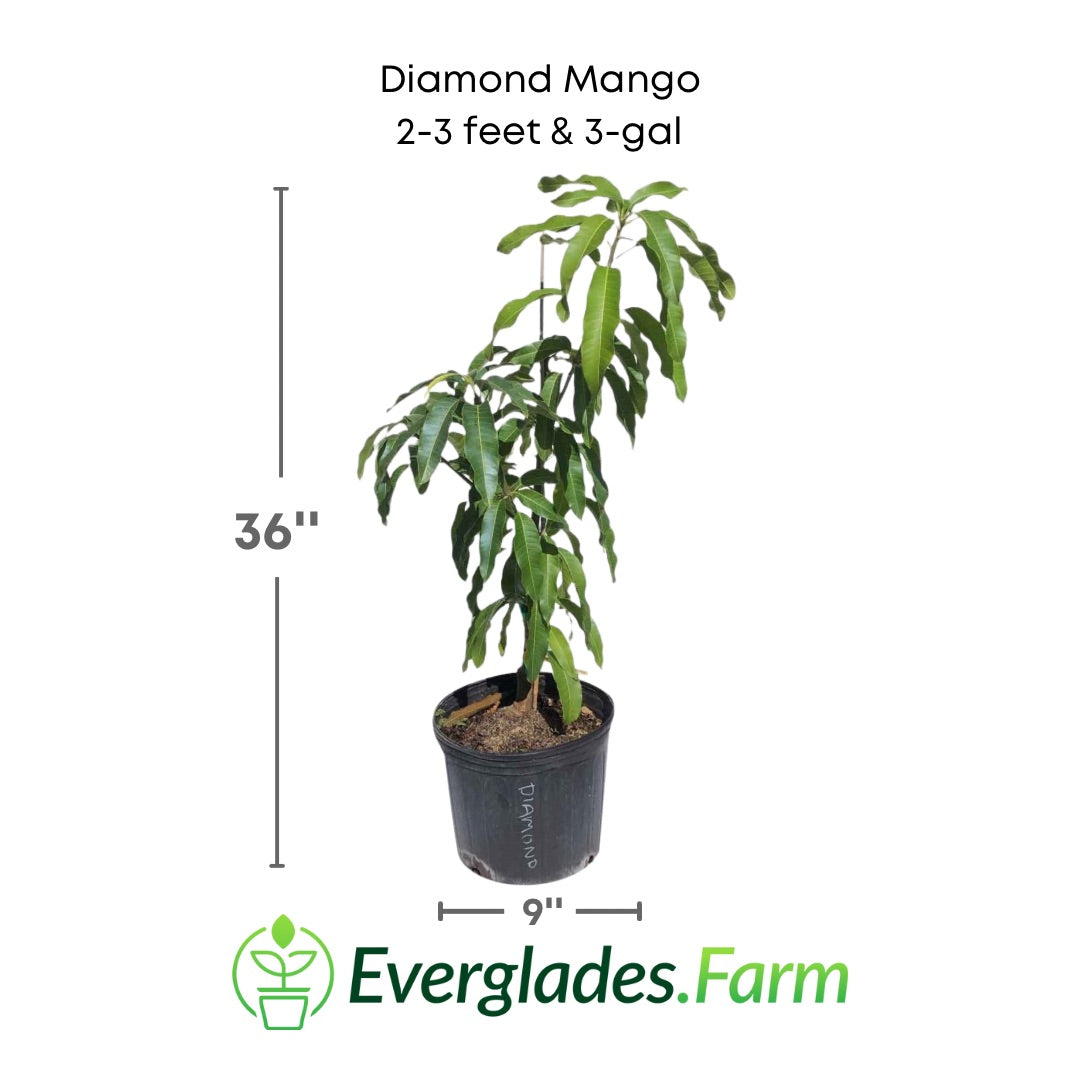 Diamond Mango plant in a 3 gallon pot