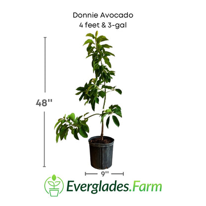 Donnie Avocado Tree Grafted Fruit Trees 100-Carlos Tropical Fruits 4 feet & 3-gal