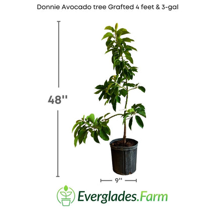 With its bright green leaves and compact appearance, the "Donnie Tree Grafted" avocado plant is a true delight for gardening enthusiasts and fresh fruit lovers. Its adaptability to different climates and ability to resist various diseases make it a popular choice for cultivation in gardens and home orchards.