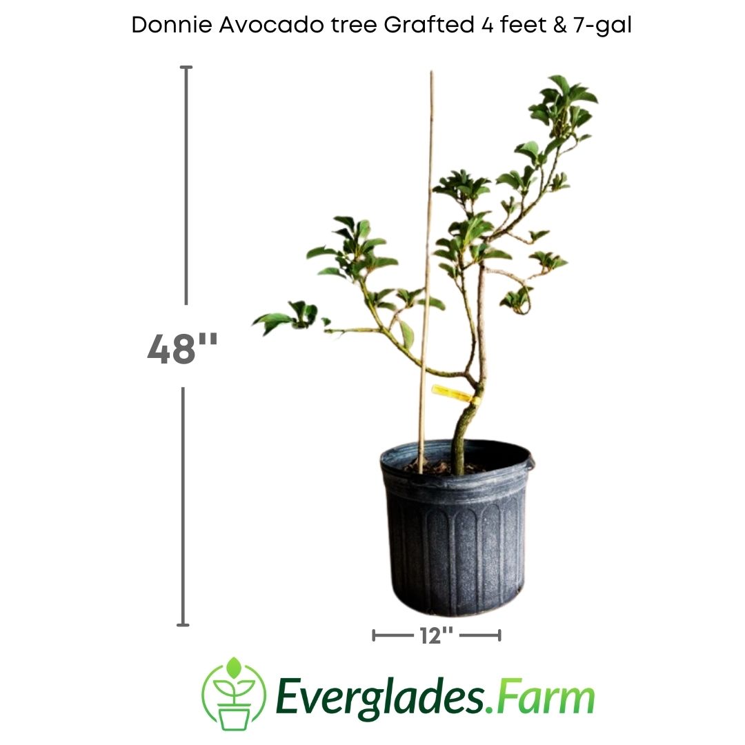 This avocado tree combines the best of two different species into a single tree, offering unique benefits for avocado lovers.