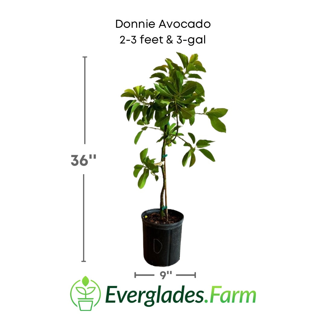 Donnie Avocado Tree Grafted Fruit Trees 100-Carlos Tropical Fruits 2-3 feet & 3-gal