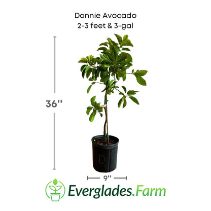 Donnie Avocado Tree Grafted Fruit Trees 100-Carlos Tropical Fruits 2-3 feet & 3-gal