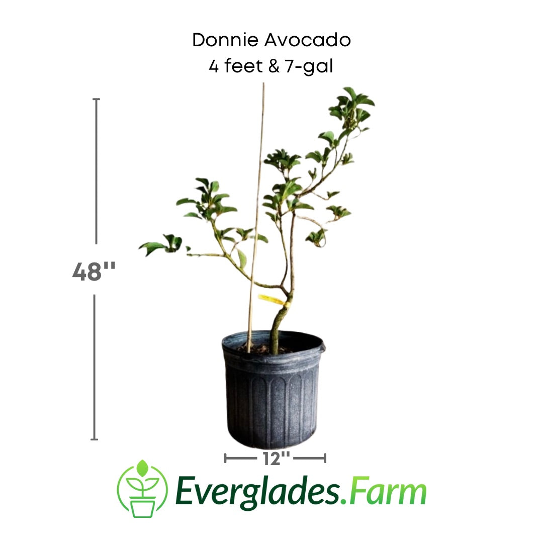 Donnie Avocado Tree Grafted Fruit Trees 100-Carlos Tropical Fruits 4 feet & 7-gal