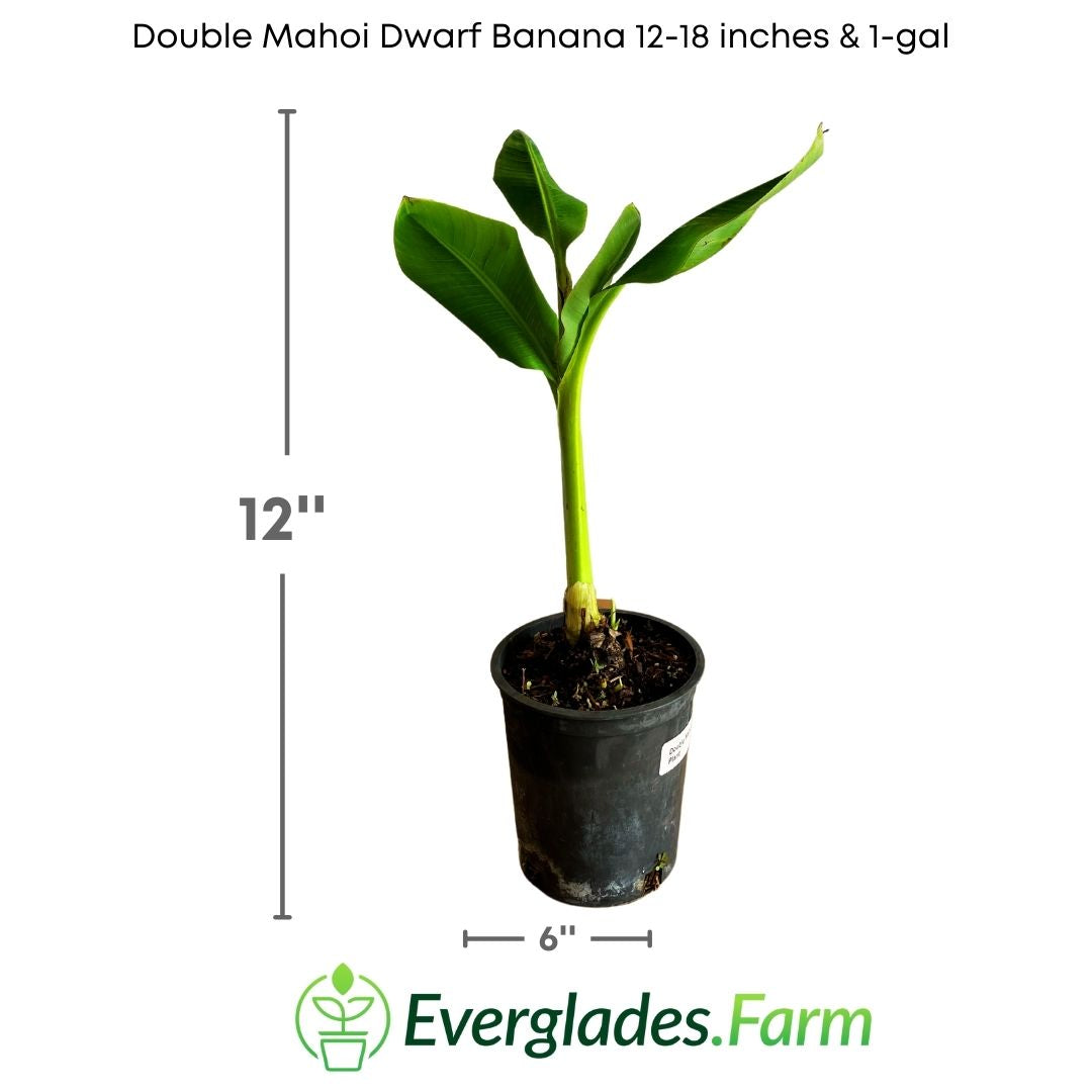 This variety of dwarf banana is perfect for those who want to enjoy the lushness of a banana plant in smaller spaces. With a maximum height of around 1.5 meters, the Double Mahoi Dwarf Banana easily adapts to pots and limited-sized gardens.